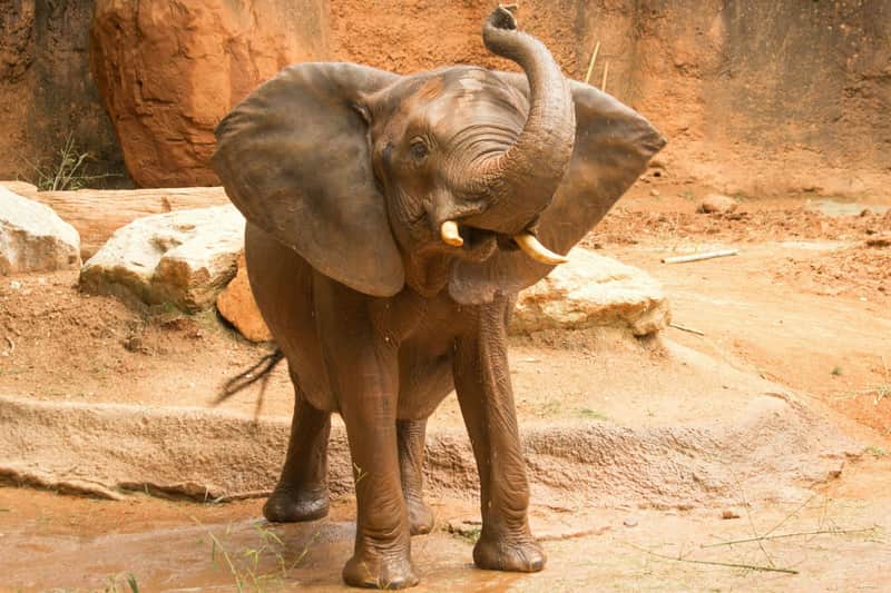 Zoo Atlanta: Entry Ticket