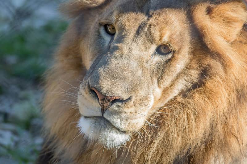 Austin Zoo: Skip The Line Ticket Austin Zoo: Skip The Line Ticket