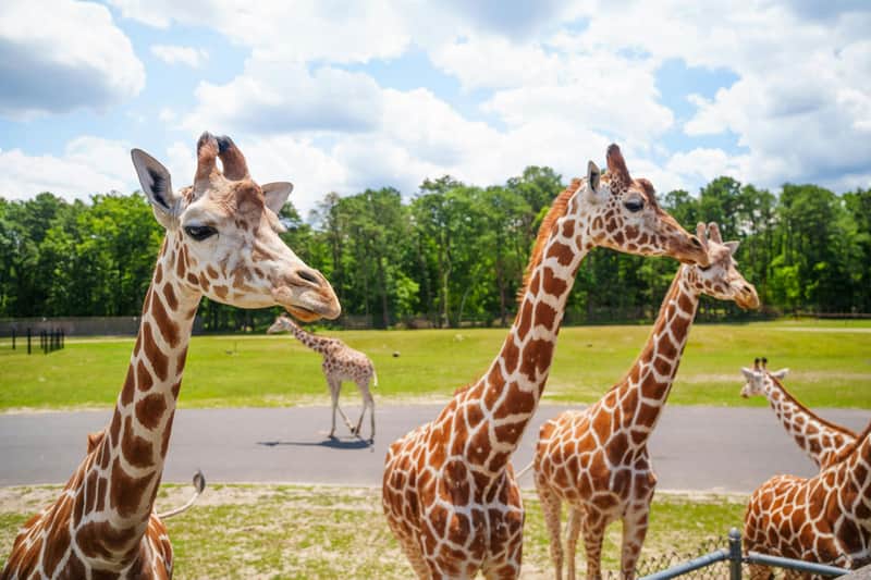 Six Flags Wild Safari: One-Day Ticket