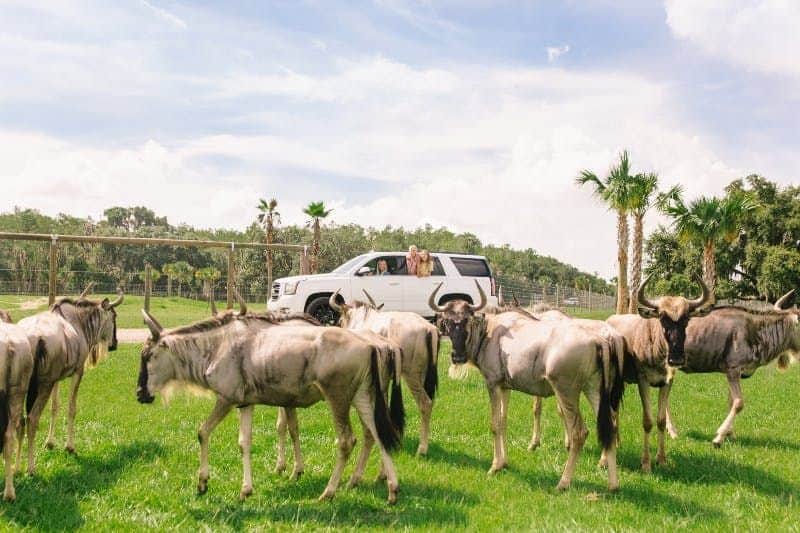 Wild Florida Drive-Thru Safari Park Admission Wild Florida Drive-Thru Safari Park Admission
