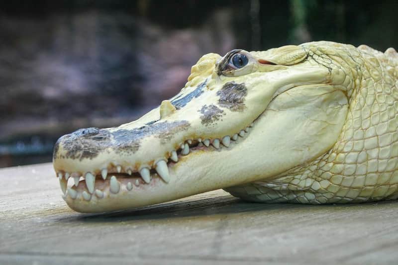 Audubon Dierentuin, Aquarium & Insectarium: Toegangsticket