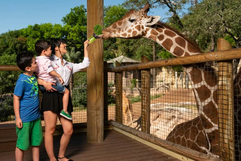San Antonio Zoo Flexible Any-Day Entry Ticket San Antonio Zoo Flexible Any-Day Entry Ticket