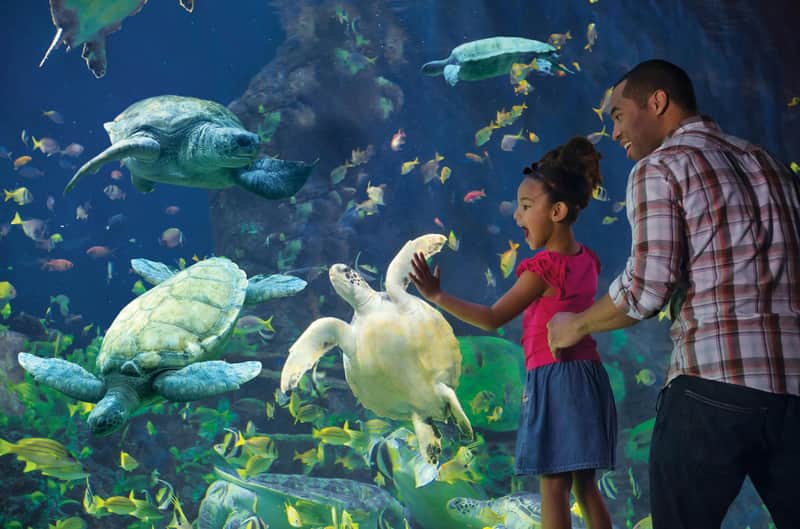 SeaWorld San Diego: Fast track-ticket