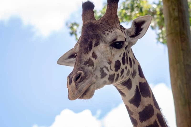 Central Florida Zoo & Botanical Gardens: Skip The Line Ticket Central Florida Zoo & Botanical Gardens: Skip The Line Ticket