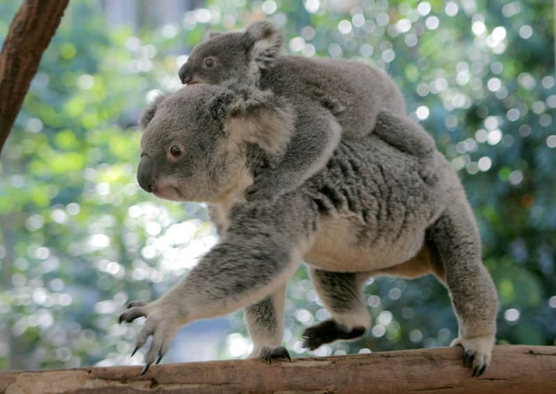 Lone Pine Koala Sanctuary Lone Pine Koala Sanctuary
