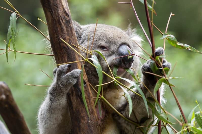 Melbourne Zoo Melbourne Zoo