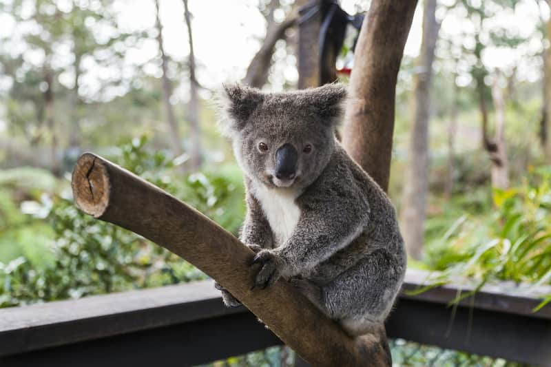WILD LIFE Sydney Zoo WILD LIFE Sydney Zoo