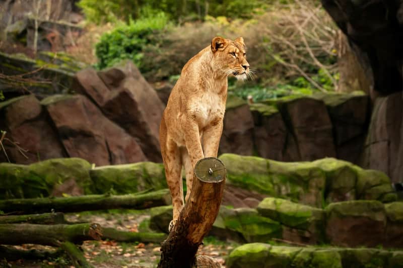 ZOO Antwerpen ZOO Antwerpen