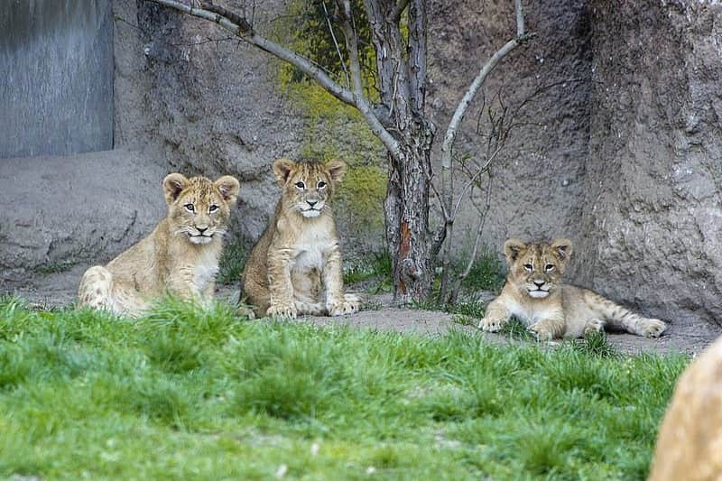 Leipzig Zoo Leipzig Zoo