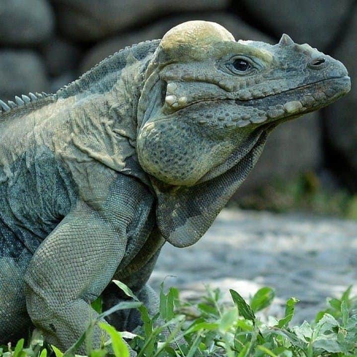 Bali Reptile Park Bali Reptile Park