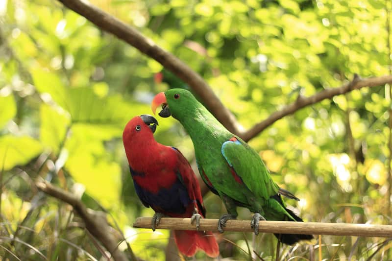 Lombok Wildlife Park Lombok Wildlife Park