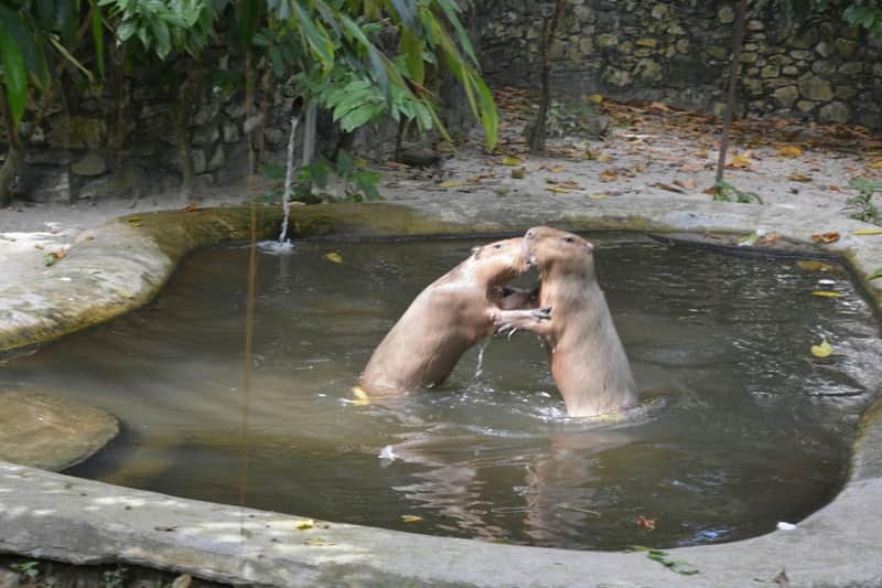 ネガラ動物園 マレーシア国立動物園 ネガラ動物園 マレーシア国立動物園