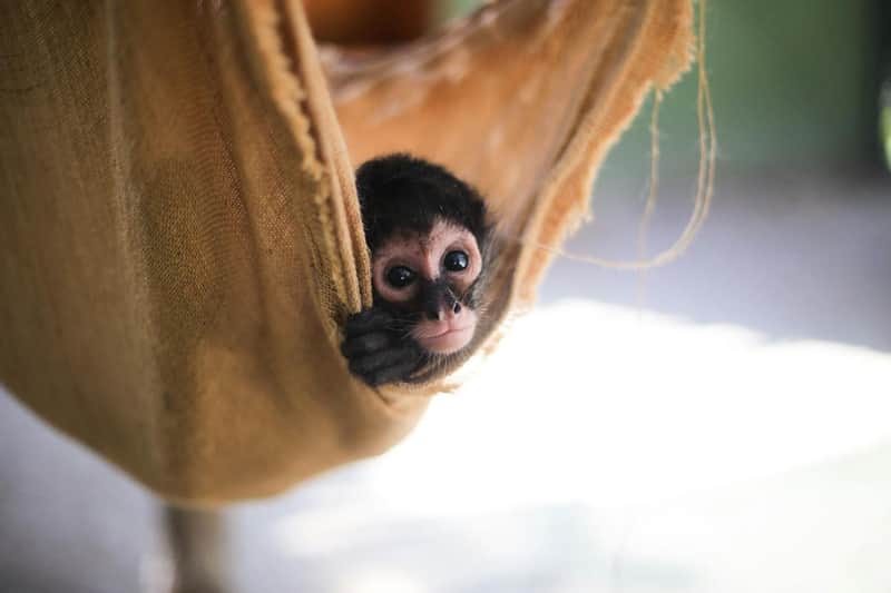 Akumal Monkey Sanctuary & Rescued Animals Akumal Monkey Sanctuary & Rescued Animals