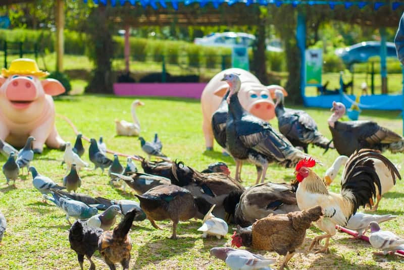 Paradizoo