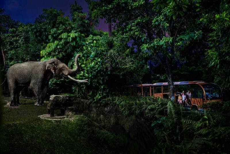 Singapore Night Safari Singapore Night Safari