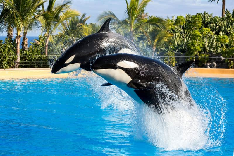 Loro Parque Loro Parque