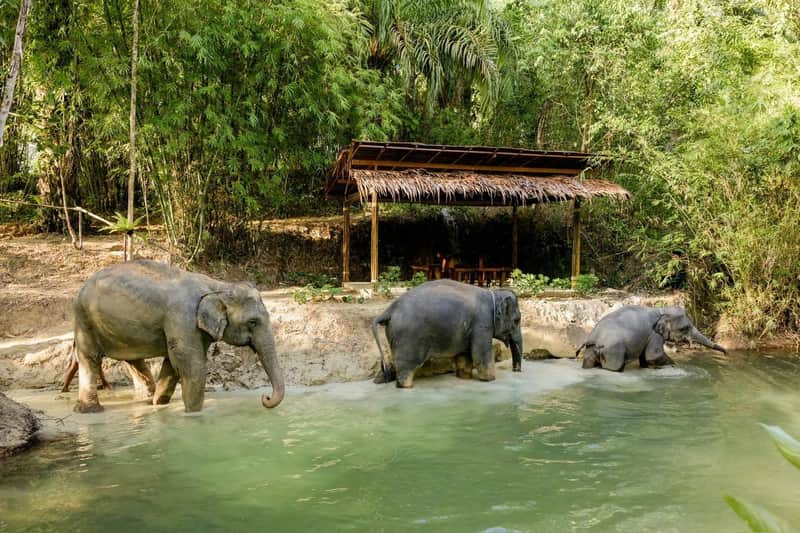 Conservation des éléphants de Khaolak Conservation des éléphants de Khaolak