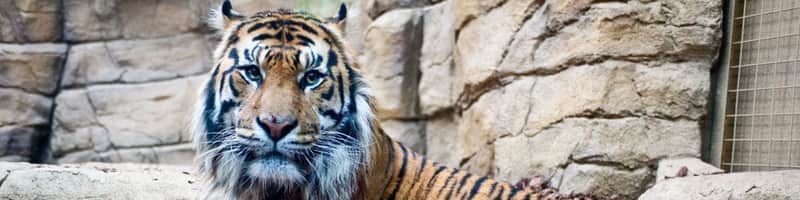 London Zoo London Zoo