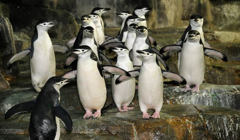 Central Park Zoo Central Park Zoo
