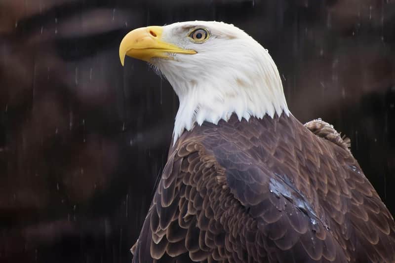 エルムウッド・パーク動物園 エルムウッド・パーク動物園