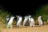Er lopen pinguïns op Summerlands Beach.