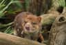 Bonorong Wildlife Sanctuary