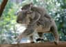 Lone Pine Koala Sanctuary