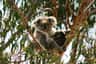Koala Conservation Reserve Phillip Island