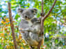 Currumbin Wildlife Sanctuary