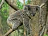 Australian Reptile Park