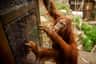 ZOO Planckendael
