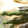 La Ferme aux Crocodiles