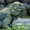 Bali Reptile Park