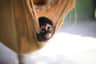 Akumal Monkey Sanctuary & Rescued Animals