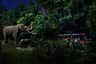 Singapore Night Safari