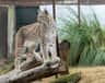 Zoo Koki