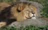 Colchester Zoological Society