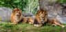 Franklin Park Zoo