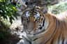 Bronx Zoo