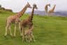San Diego Zoo Safari Park San Diego Zoo Safari Park